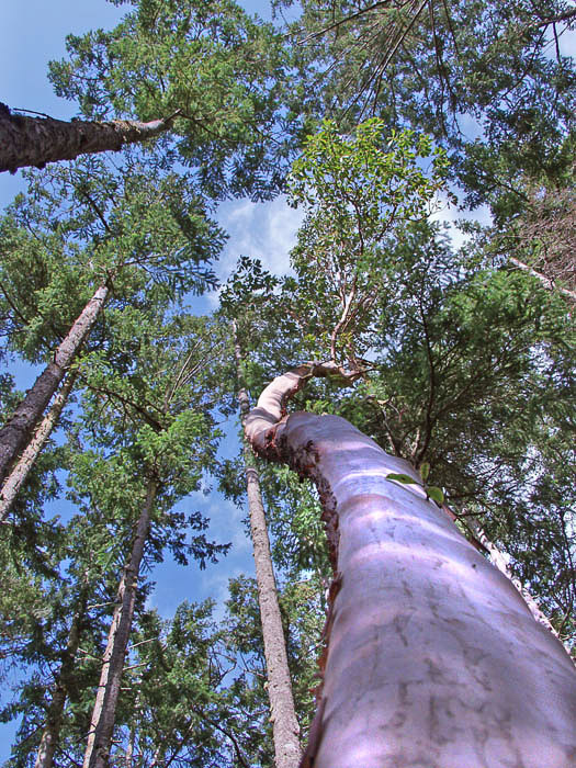 Brady Neighborhood Development